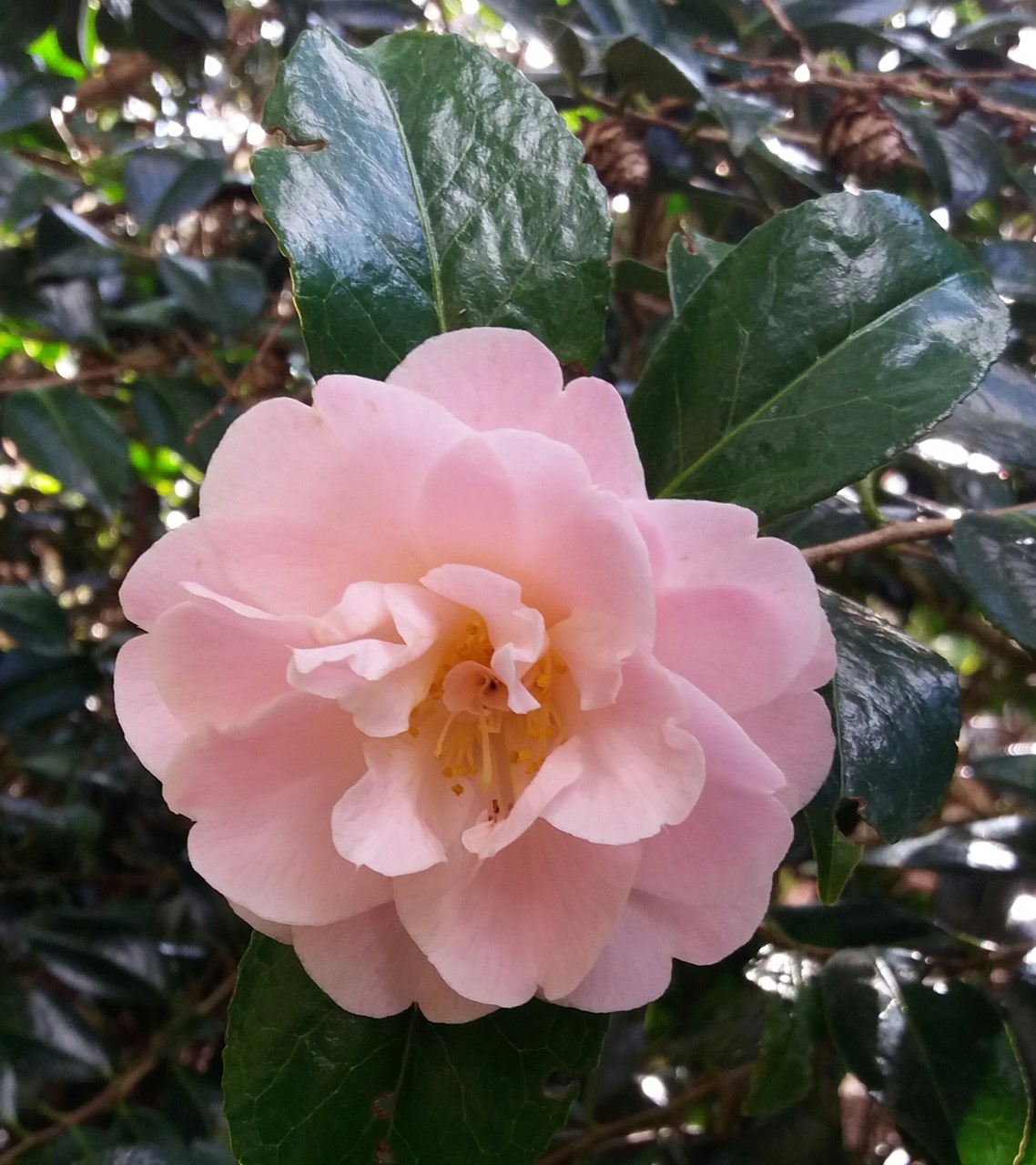 C. 'Nicky Crisp'